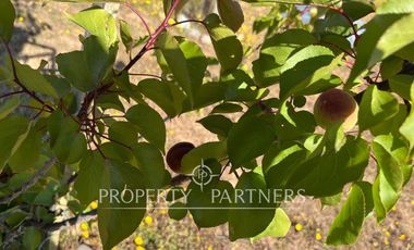 Algarrobo, 2 propiedades en Maravillosa Parcela en Parque Santa María.