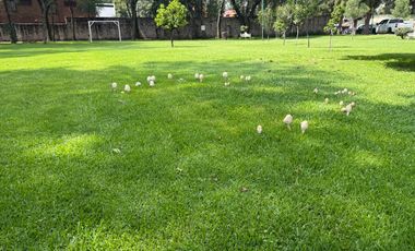 Departamento en Renta, Club de Golf Hacienda, 2 Recamaras