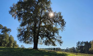 Parcela con bosque en Refugio Los Lagos