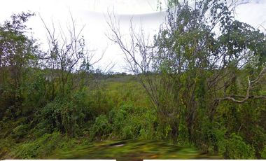 Terreno en Venta en Seyé sobre carretera (7 ha)