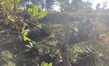 Terreno Agrícola en venta - Villa Madero, Michoacán