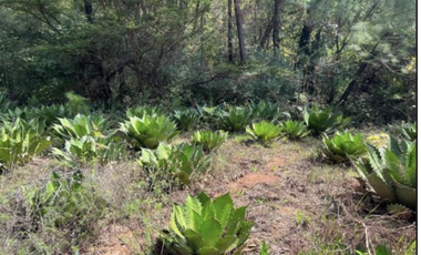 Terreno Agrícola en venta - Villa Madero, Michoacán