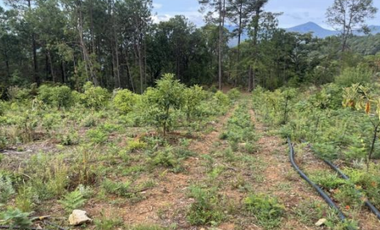 Terreno Agrícola en venta - Villa Madero, Michoacán