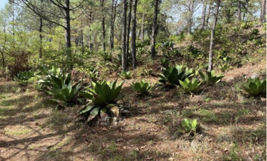 Terreno Agrícola en venta - Villa Madero, Michoacán