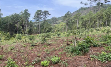 Terreno Agrícola en venta - Villa Madero, Michoacán