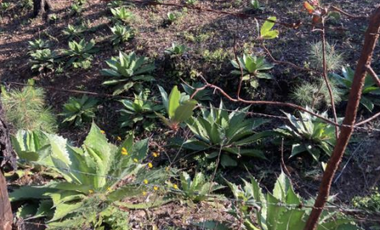 Terreno Agrícola en venta - Villa Madero, Michoacán