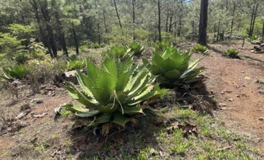 Terreno Agrícola en venta - Villa Madero, Michoacán