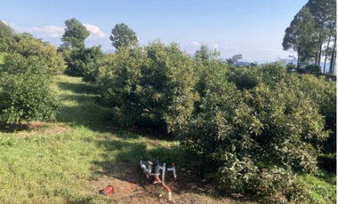 Terreno Agrícola en venta - Villa Madero, Michoacán