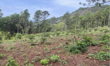Terreno Agrícola en venta - Villa Madero, Michoacán