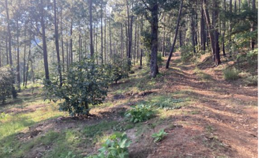 Terreno Agrícola en venta - Villa Madero, Michoacán