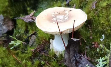 Parcela en venta en COLBÚN