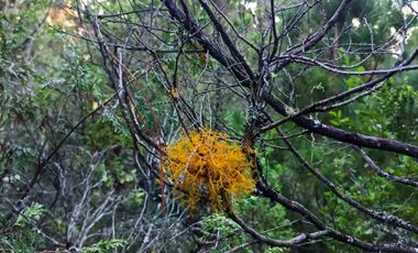 Parcela en venta en COLBÚN