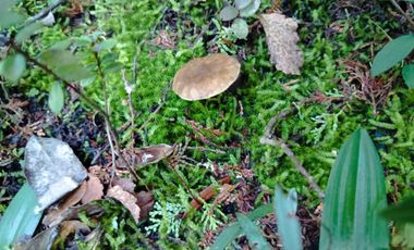 Parcela en venta en COLBÚN