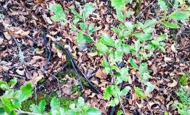 Parcela en venta en COLBÚN