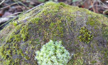 Parcela en venta en COLBÚN