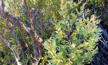 Parcela en venta en COLBÚN