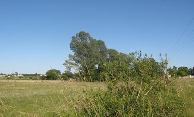 Chacra - Urdinarrain