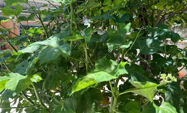 Venta Casa en zona oriente-sur de Merida