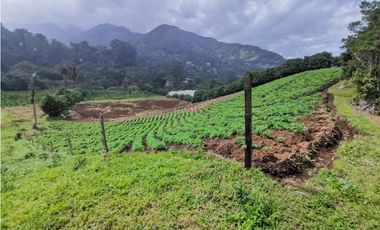Vendo Finca en Boquete Chiriqui 2 HAS