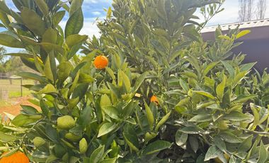 Gran oportunidad en San Clemente, Talca – Región del Maule