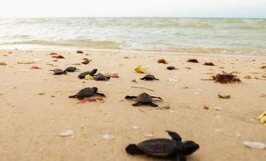 Terreno en Renta ubicado Puerto Lindo, Chelem.