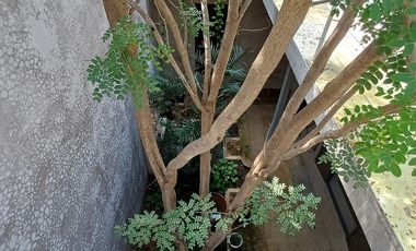 CASA EN RENTA EN MERIDA F-1110, 2 REC. EN ITZIMNA $36,000.00