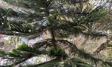 Vendo casa en las Arboledas