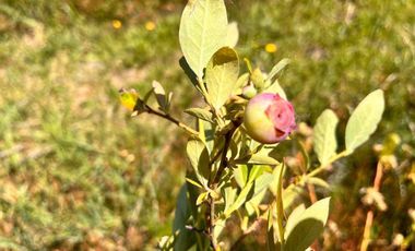 Parcela en venta en BULNES