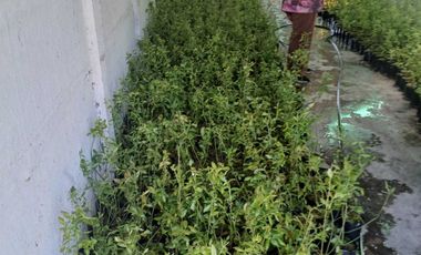 Parcela en venta en BULNES