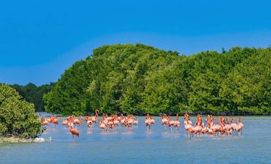 Terreno en Venta en Celestun Frente al Mar.