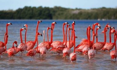 Terreno en Venta en Celestun Frente al Mar.