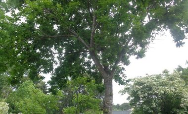 Casa en venta - 4 dormitorios 2 baños - 110mts2 - Ostende