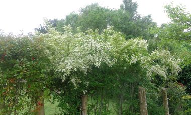 Casa en venta - 4 dormitorios 2 baños - 110mts2 - Ostende