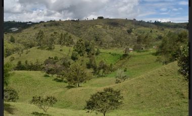 Finca en venta en guarne vereda la enea 42.500m2