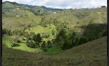 Finca en venta en guarne vereda la enea 42.500m2