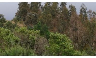 GRAN OPORTUNIDAD PARCELA DE 11,9 HECTAREAS