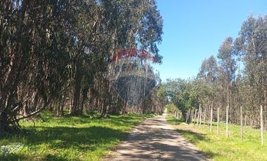 Gran paño de 345 há en San Antonio