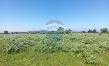 Gran paño de 345 há en San Antonio