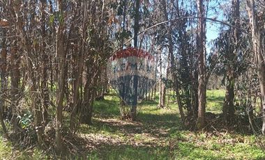 Gran paño de 345 há en San Antonio