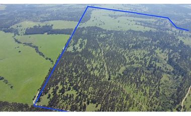 Gran paño de 345 há en San Antonio