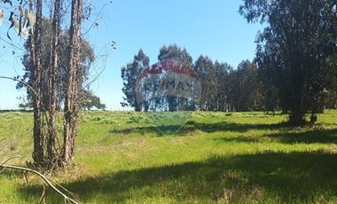 Gran paño de 345 há en San Antonio