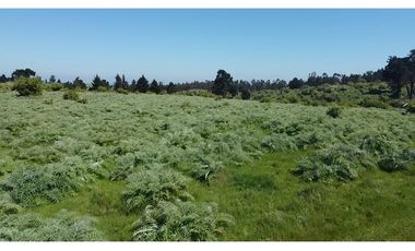 Gran paño de 345 há en San Antonio