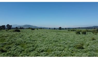 Gran paño de 345 há en San Antonio