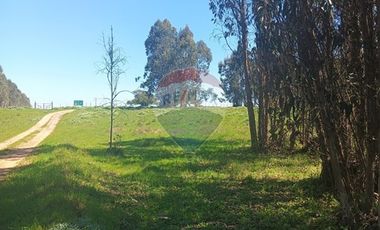 Gran paño de 345 há en San Antonio