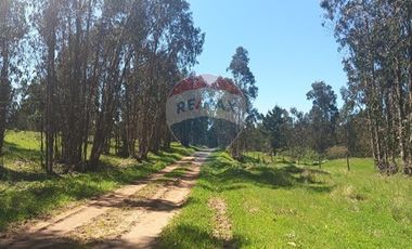 Gran paño de 345 há en San Antonio