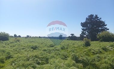 Gran paño de 345 há en San Antonio