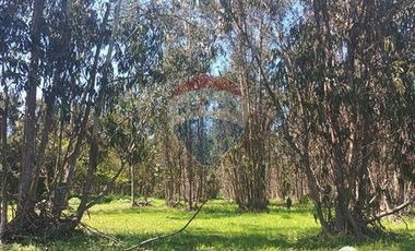 Gran paño de 345 há en San Antonio