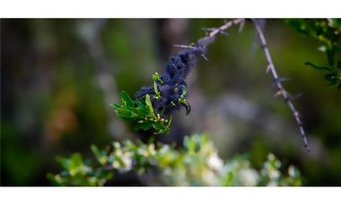 Parcelas en venta Villarrica