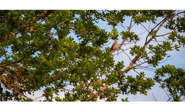 Parcelas en venta Villarrica