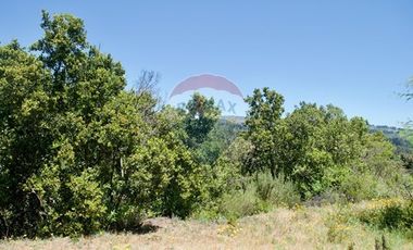 Hermosa Parcela Flora y Fauna Nativa